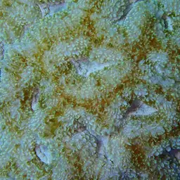 Sinuous Cup Coral, photo 3