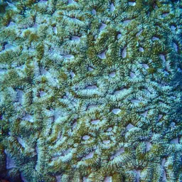 Sinuous Cup Coral, photo 4