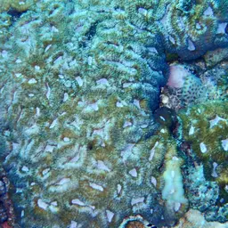 Sinuous Cup Coral, photo 5