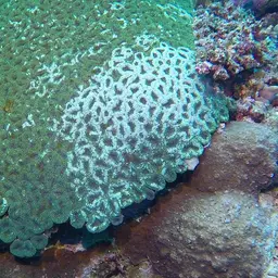 Sinuous Cup Coral, photo 6