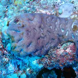 Sinuous Cup Coral, photo 7