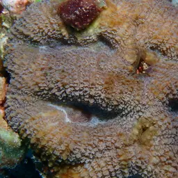 Sinuous Cup Coral, photo 8