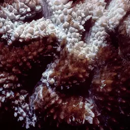 Sinuous Cup Coral, photo 9