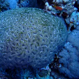 Sinuous Cup Coral, photo 10