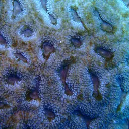 Sinuous Cup Coral, photo 11