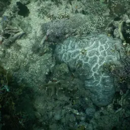 Sinuous Cup Coral, photo 12