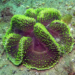 Lobed Cactus Coral, photo 1