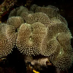 Lobed Cactus Coral, photo 2