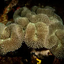 Lobed Cactus Coral, photo 3
