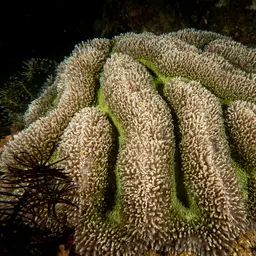 Lobed Cactus Coral, photo 4