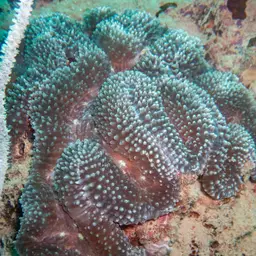 Lobed Cactus Coral, photo 5