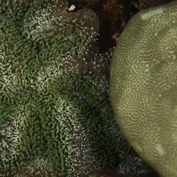 Lobed Cactus Coral, photo 6