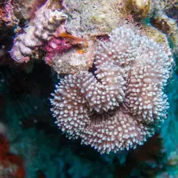 Lobed Cactus Coral, photo 7