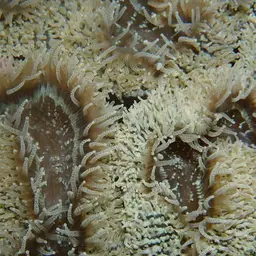 Lobed Cactus Coral, photo 8