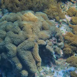 Lobed Cactus Coral, photo 9