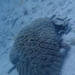 Lobed Cactus Coral, photo 10