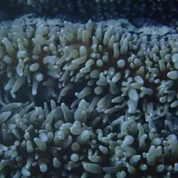 Lobed Cactus Coral, photo 11