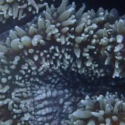 Lobed Cactus Coral, photo 12