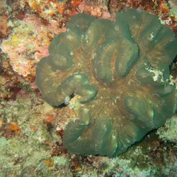 Sinuous Cup Coral, photo 1