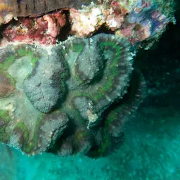 Sinuous Cup Coral, photo 2