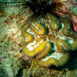 Lobed Cactus Coral, photo 2