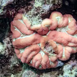 Lobed Cactus Coral, photo 3