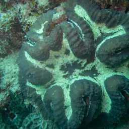 Lobed Cactus Coral, photo 4