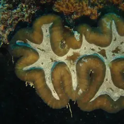 Lobed Cactus Coral, photo 5