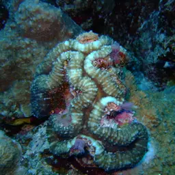 Lobed Cactus Coral, photo 6