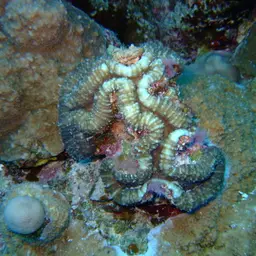 Lobed Cactus Coral, photo 7
