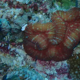 Lobed Cactus Coral, photo 8