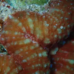 Lobed Cactus Coral, photo 9