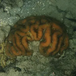 Lobed Cactus Coral, photo 10