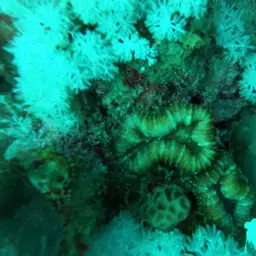 Lobed Cactus Coral, photo 11