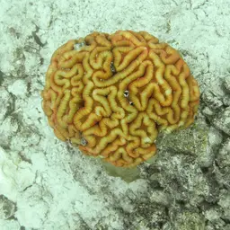 Lobed Cactus Coral