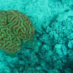 Lobed Cactus Coral, photo 12