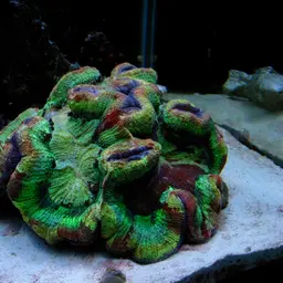 Largebrain Root Coral, photo 1