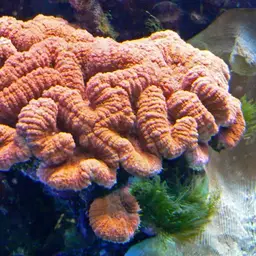 Largebrain Root Coral, photo 2