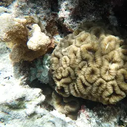 Largebrain Root Coral, photo 3