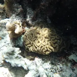 Largebrain Root Coral, photo 4