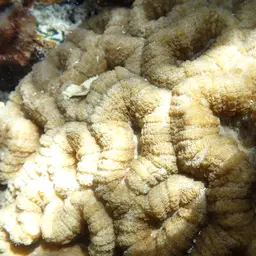 Largebrain Root Coral, photo 5