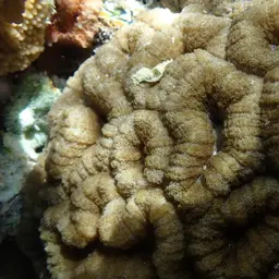 Largebrain Root Coral, photo 6