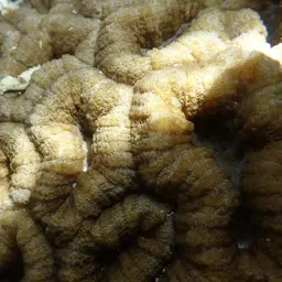 Largebrain Root Coral, photo 7