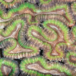 Largebrain Root Coral, photo 8