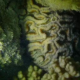 Largebrain Root Coral, photo 9