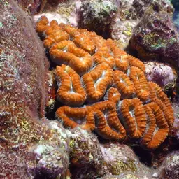 Largebrain Root Coral, photo 10