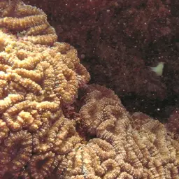 Largebrain Root Coral, photo 11