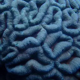 Largebrain Root Coral, photo 12