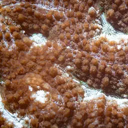 Starry Cup Coral, photo 1