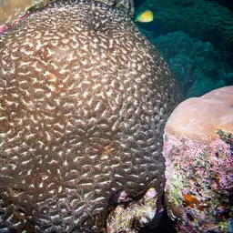 Starry Cup Coral, photo 2